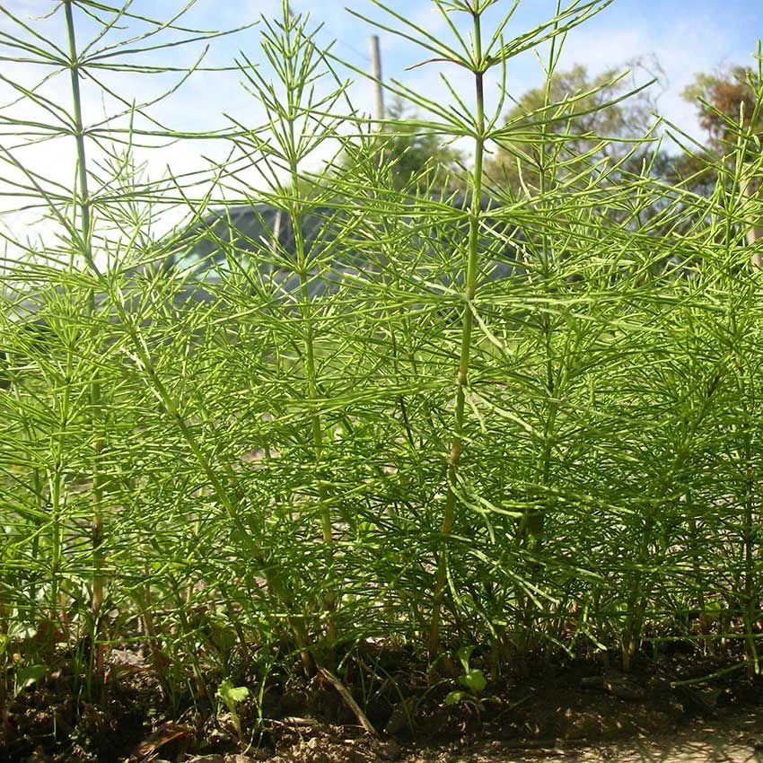 Kurtail Evo Horsetail Killer & K Plus Bundle 3 Kurtail Evo Horsetail Killer & K Plus Bundle - Image 3