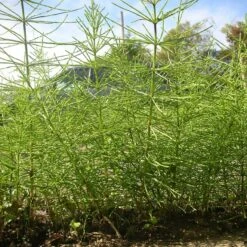 Kurtail Evo - Mares Tail Herbicide 6 Kurtail Evo - Mares Tail Herbicide -Garden Care Specialty Shop horsetail kurtail 1