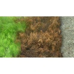 Kurtail Evo - Mares Tail Herbicide 7 Kurtail Evo - Mares Tail Herbicide -Garden Care Specialty Shop kurtail before after 1