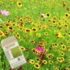 Amvista Kew Butterfly Pure Wildflower Mix 100%