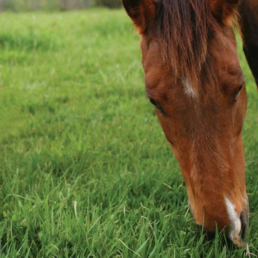 A1 Equine - Paddock Clay Soil Grass Seed 14KG 2 A1 Equine - Paddock Clay Soil Grass Seed 14KG - Image 2