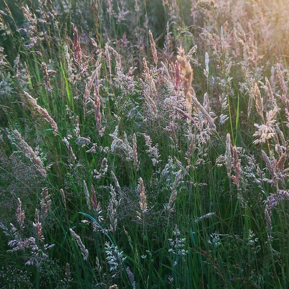 A1LAWN Wildflower Partner Grass Seed 5KG 2 A1LAWN Wildflower Partner Grass Seed 5KG - Image 2