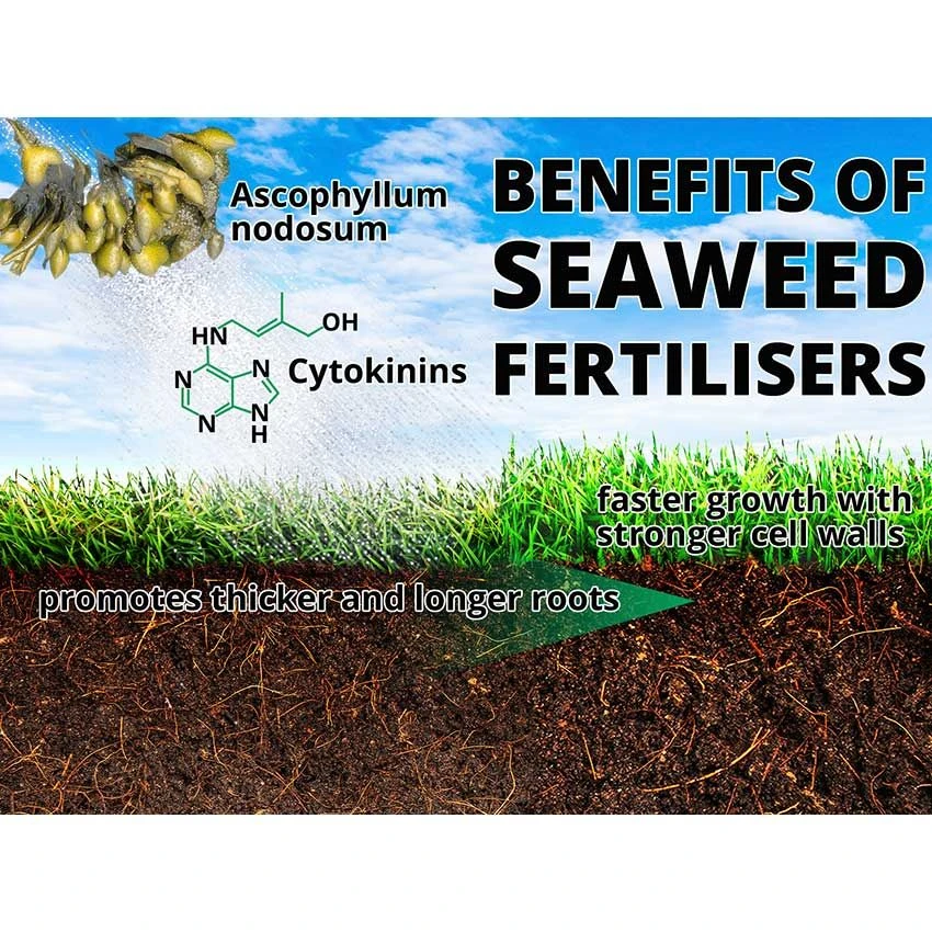 Maxicrop Complete Garden Feed - 10L With Seaweed 2 Maxicrop Complete Garden Feed - 10L With Seaweed - Image 2