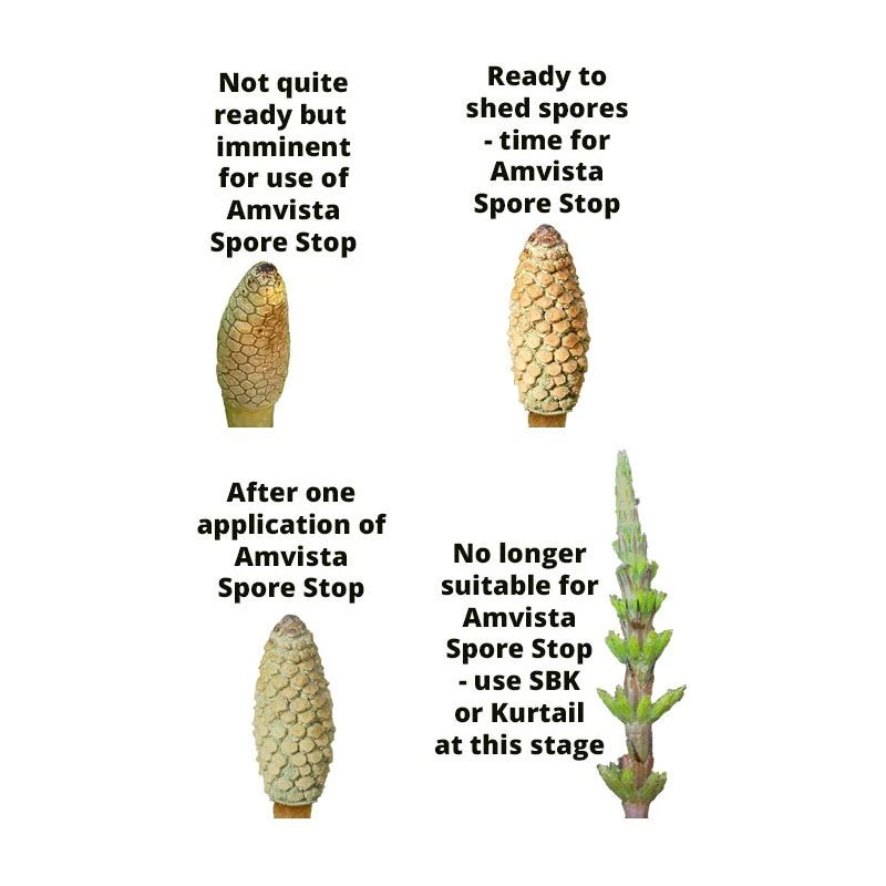 Amvista Spore Stop 250ml - Reduces Spread Of Horsetail 1 Amvista Spore Stop 250ml - Reduces Spread Of Horsetail