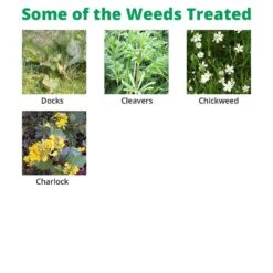 Squire Ultra - Clover Safe Herbicide -Garden Care Specialty Shop squire extra